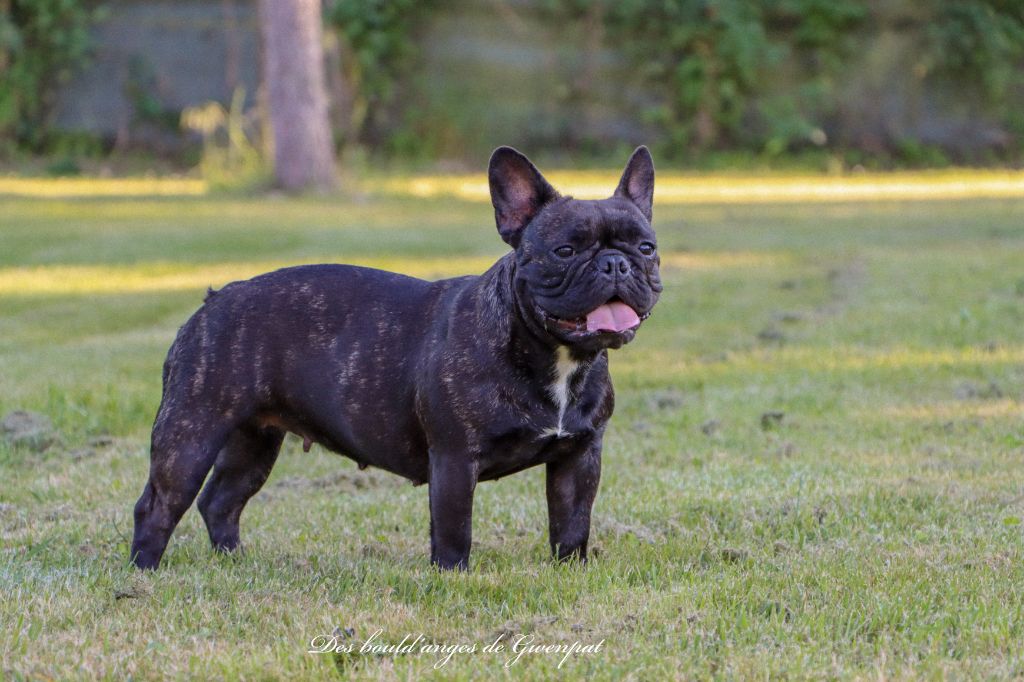 Princesse black des Joyaux du Royaume Valyo